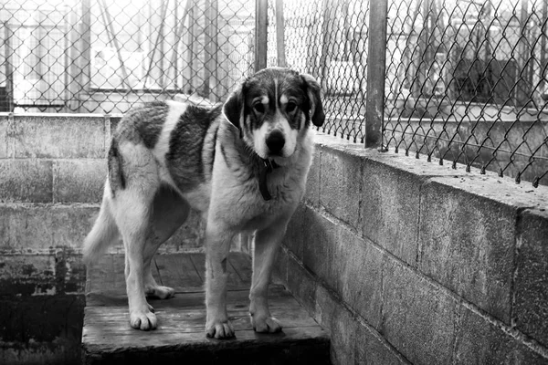 Traurige verlassene Hunde — Stockfoto
