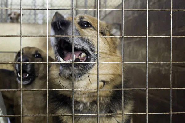 Traurige verlassene Hunde — Stockfoto