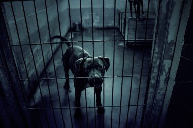 Üzgün terk edilmiş köpekler