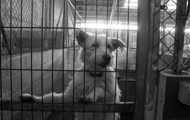 Üzgün terk edilmiş köpekler