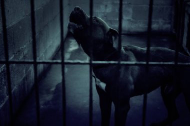 Üzgün terk edilmiş köpekler