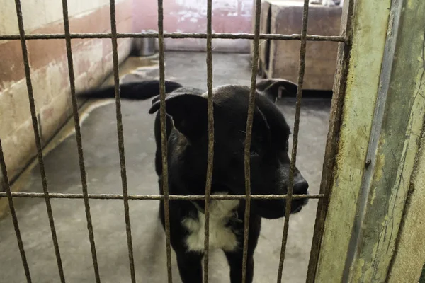 Üzgün terk edilmiş köpekler