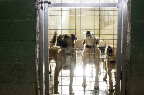 Sorgliga övergivna hundar — Stockfoto