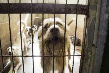 Üzgün terk edilmiş köpekler