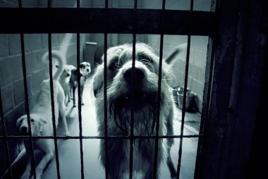 Üzgün terk edilmiş köpekler