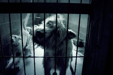 Üzgün terk edilmiş köpekler