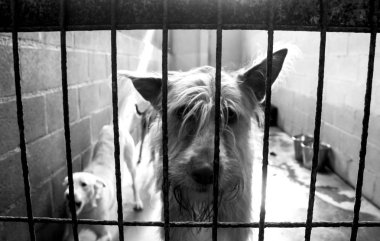 Üzgün terk edilmiş köpekler