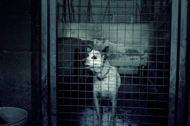 Üzgün terk edilmiş köpekler