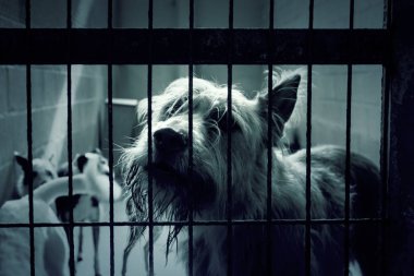 Üzgün terk edilmiş köpekler