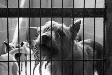 Üzgün terk edilmiş köpekler