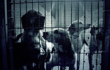 Üzgün terk edilmiş köpekler