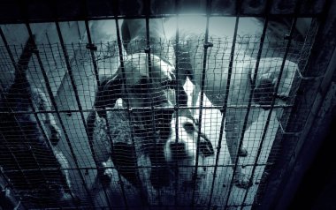 Üzgün terk edilmiş köpekler