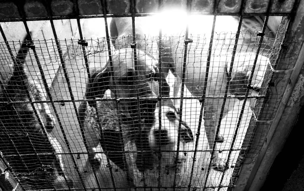 Tristes chiens abandonnés — Photo