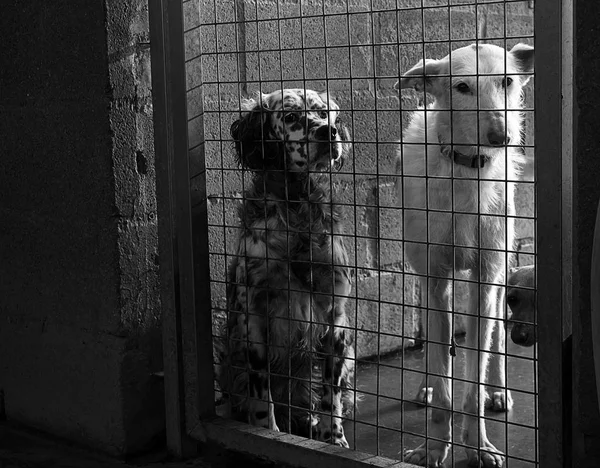 Triste perros abandonados — Foto de Stock