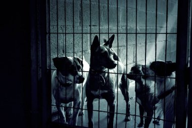 Üzgün terk edilmiş köpekler