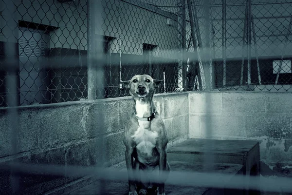 悲伤的流浪的狗 — 图库照片