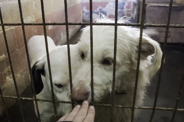 Üzgün terk edilmiş köpekler