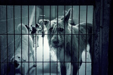 Üzgün terk edilmiş köpekler