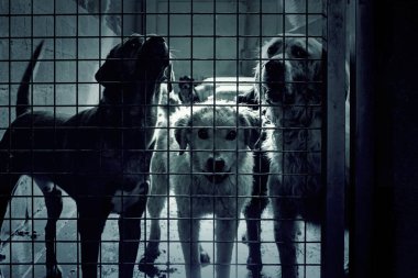 Üzgün terk edilmiş köpekler