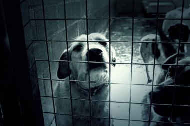 Üzgün terk edilmiş köpekler