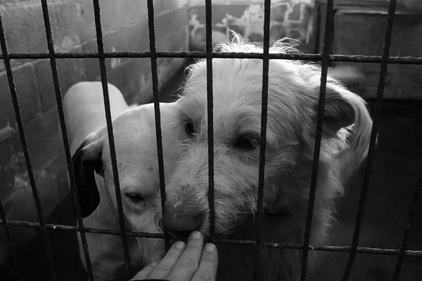 Triste perros abandonados — Foto de Stock