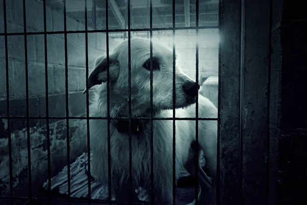 Sad abandoned dogs — Stock Photo, Image