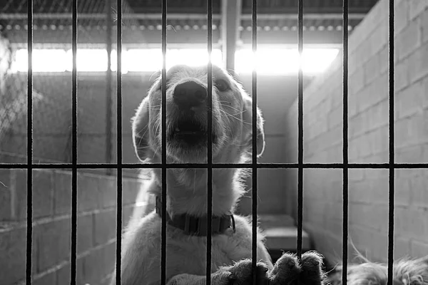 Triste cães abandonados — Fotografia de Stock