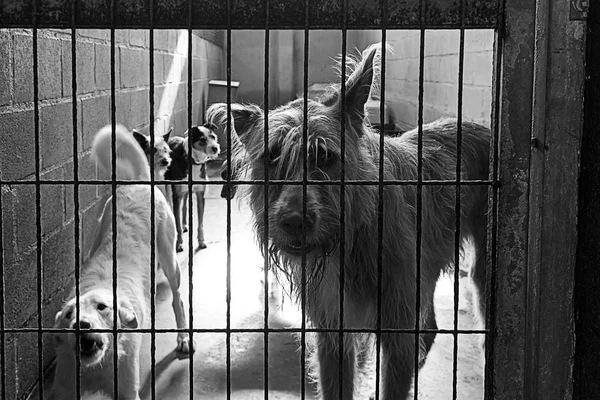 Triste perros abandonados — Foto de Stock