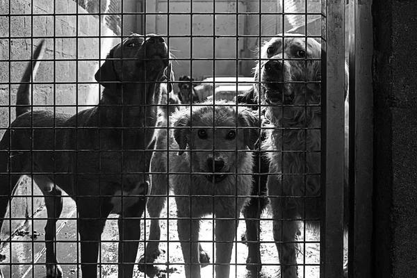 Грустные брошенные собаки — стоковое фото