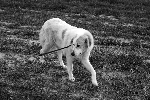 Mastiff dog field — Stock Photo, Image