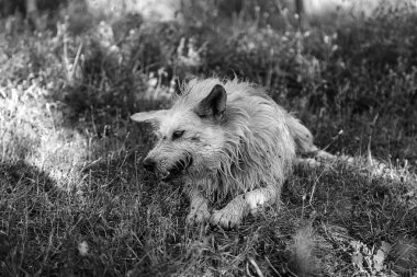 Tazı köpeği bitki örtüsü