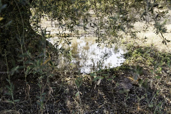 Dammen vatten i olivträd — Stockfoto