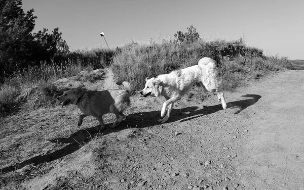 Mastiff dog field — Stock Photo, Image