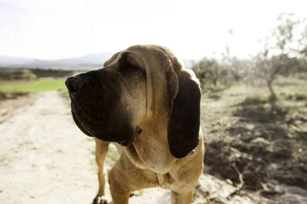 Собака Філа — стокове фото