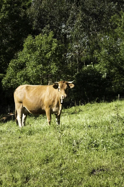 Vache dans la prairie — Photo