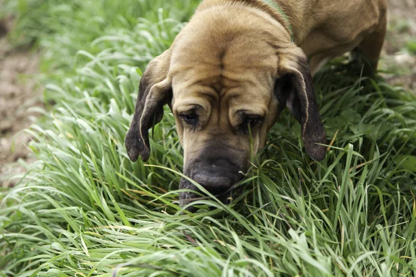 ブラッドハウンド犬が草を食べる — ストック写真
