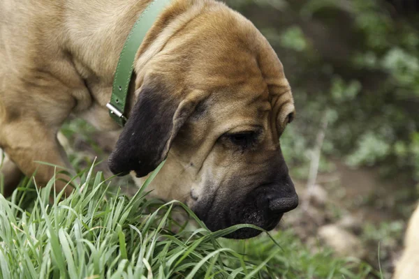 Кровожерливий собака їсть траву — стокове фото