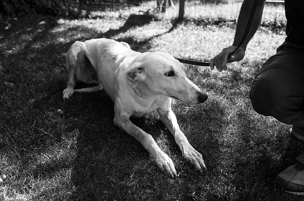 Greyhound White Garden — Stockfoto