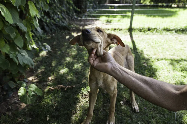 Perro rescatado de abuso — Foto de Stock