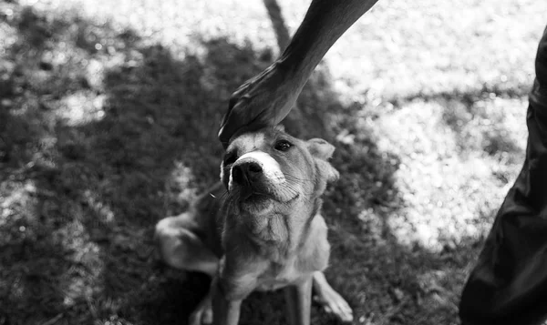 Cão resgatado de abuso — Fotografia de Stock