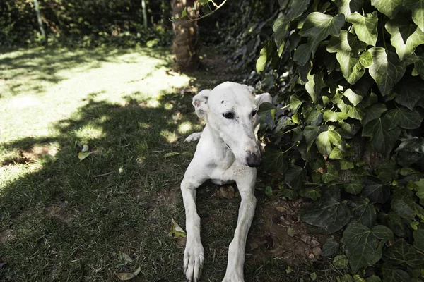 Greyhound bílá zahrada — Stock fotografie
