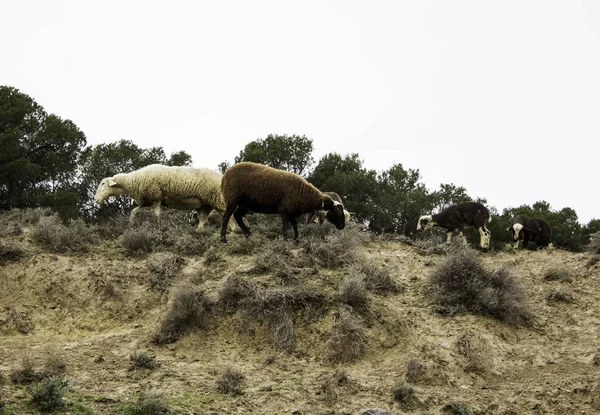 Κοπάδι των προβάτων που σημειώνονται — Φωτογραφία Αρχείου