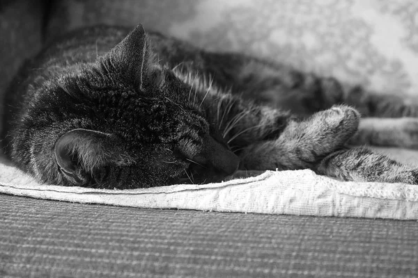 Home tabby cat sleeping — Stock Photo, Image