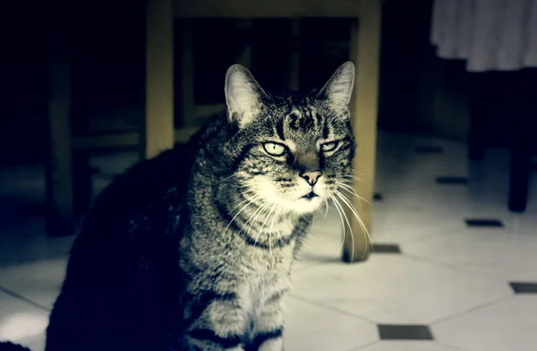Domácí mourovatá kočka — Stock fotografie