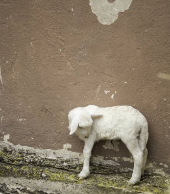 Küçük Çiftlik kuzu