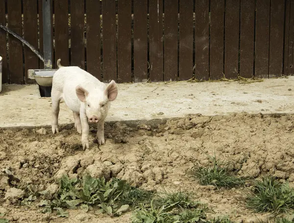 Granja rosa de cerdo — Foto de Stock