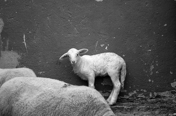 小农场羔羊 — 图库照片