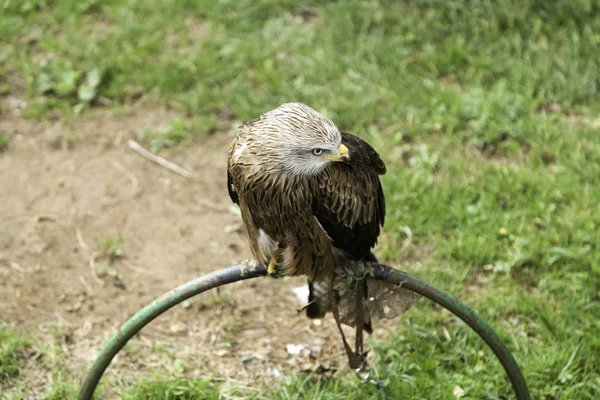 Mostra di falconeria aquila — Foto Stock