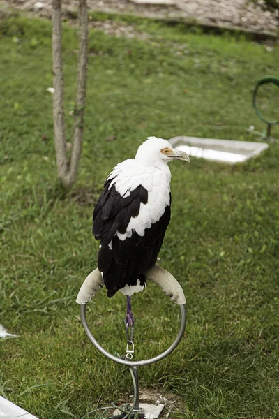 Wystawa falconry Orzeł — Zdjęcie stockowe