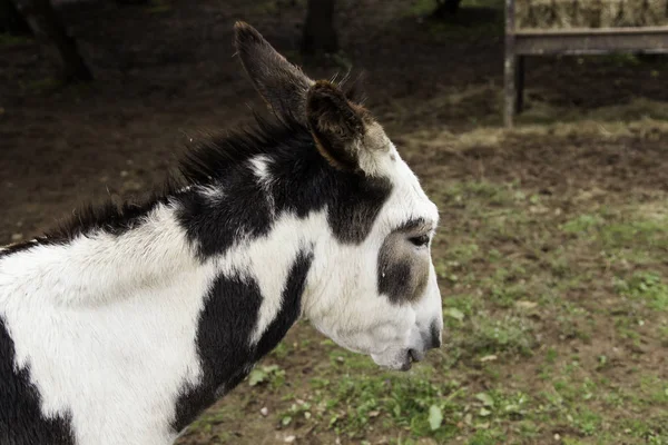 Donkey small farm — Stock Photo, Image